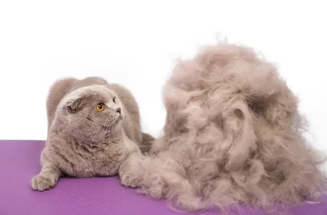 Hairballs in Cats: When is it Normal, When is it Dangerous?