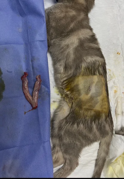 Kedinin yan bölgesindeki kesi ve mavi örtü üzerindeki çıkarılmış cerrahi doku.