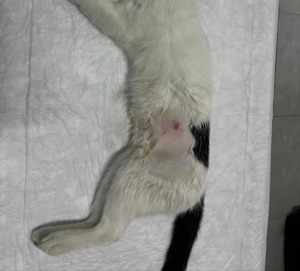 Siyah beyaz kedinin yan bölgesindeki tıraşlı alan ve kesiyi gösteren klinik fotoğraf.