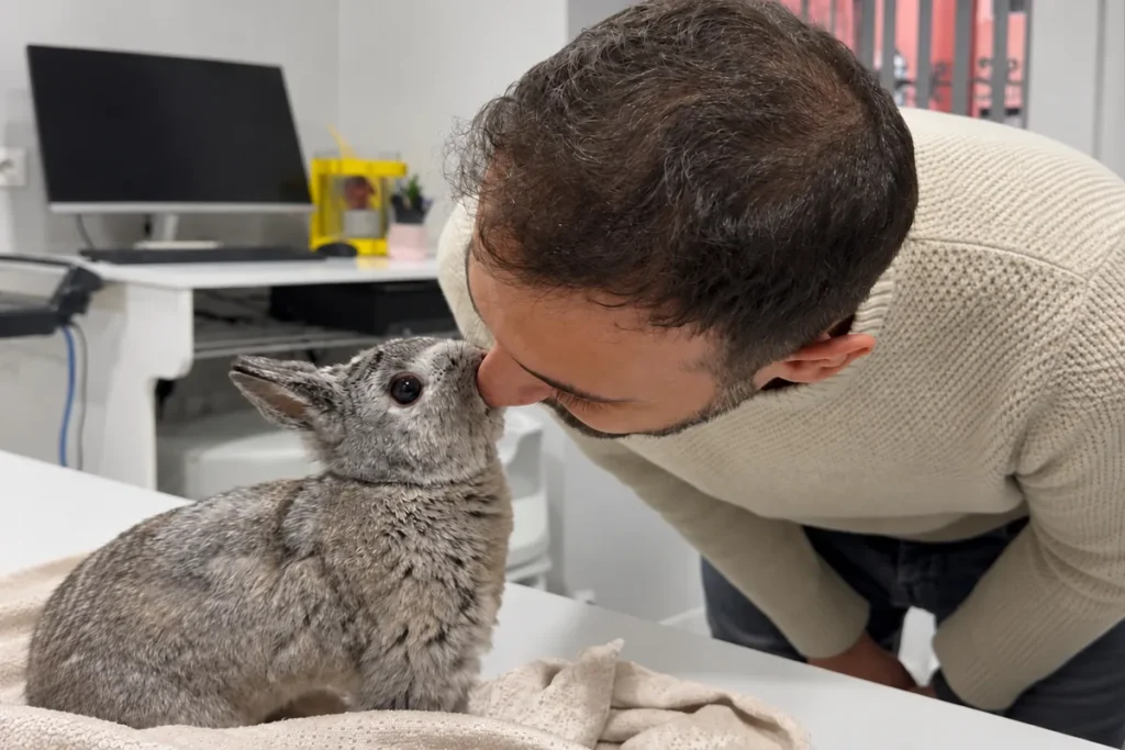 Klinik ortamında bir tavşana sevgiyle yaklaşan veteriner hekim.