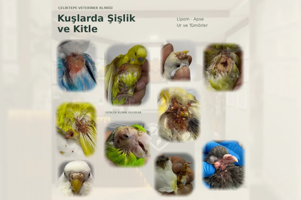 Kuşlarda şişlik ve kitle konulu kapak; klinik ortamında muhabbet kuşu ve klinik olgu fotoğrafları.