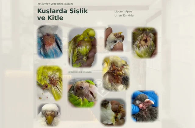 Kuşlarda Şişlik ve Kitle: Yağ Bezesi (Lipom), Apse, Ur ve Tümörler